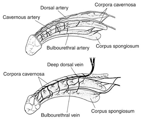 dorsal frenum